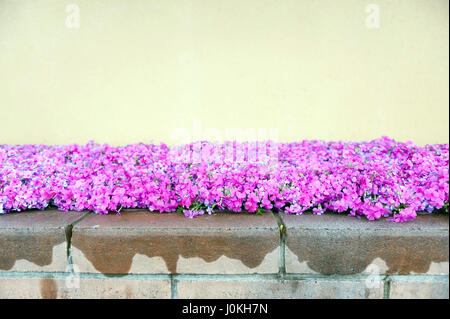 Rosa Phlox Blumen neben Straße Jahreszeit blühen Stockfoto