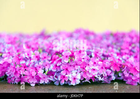 Rosa Phlox Blumen neben Straße Jahreszeit blühen Stockfoto