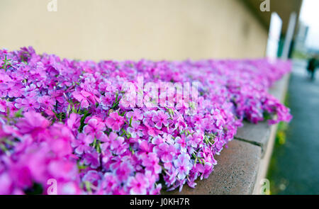 Rosa Phlox Blumen neben Straße Jahreszeit blühen Stockfoto