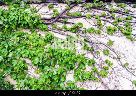 Efeu oder Hedera kriechend an Wand Stockfoto