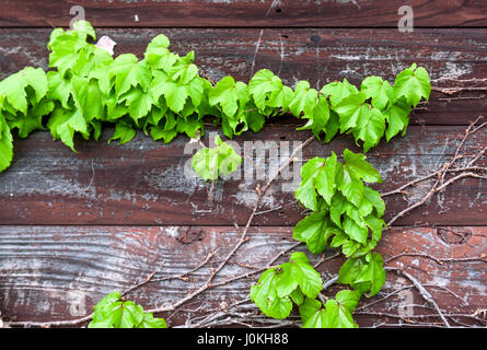 Efeu oder Hedera kriechend auf Holzwand Stockfoto