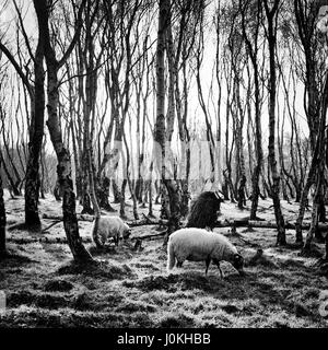 Schafbeweidung auf Silber Birkenwald, Bolehill Steinbruch, Peak District Stockfoto