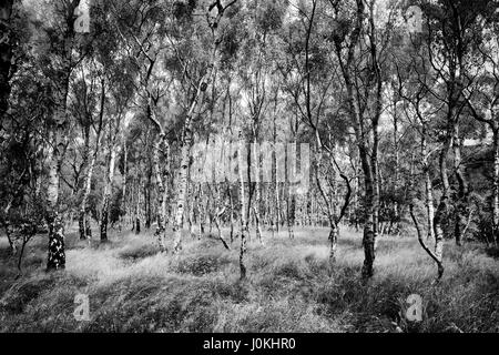 Silver Birch Wald im Bolehill Steinbruch, Peak District Stockfoto