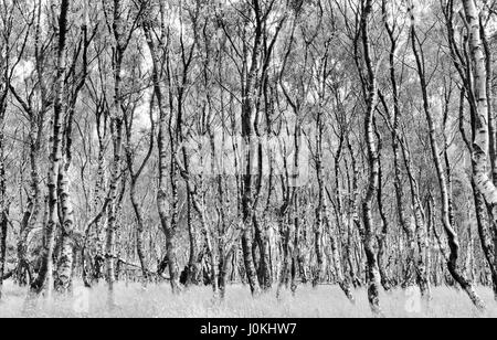 Eine Silber-Birkenwald im Bolehill Steinbruch, Derbyshire Stockfoto