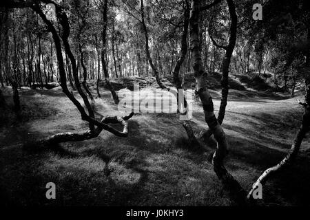 Sonnenlicht und Schatten im Silver Birch Wald, Bolehill Steinbruch, Peak dann Stockfoto