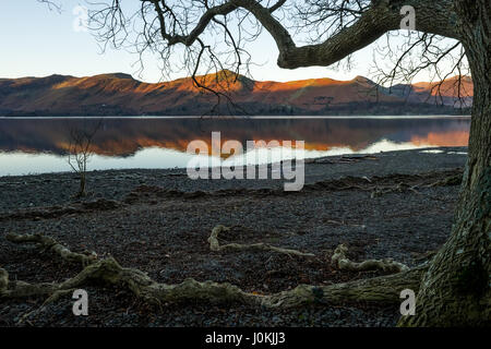 Katze-Glocken spiegelt sich in Derwent Water, Keswick, Cumbria Stockfoto