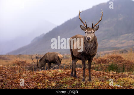 Wild Red Deer, Glen Etive, Schottland Stockfoto