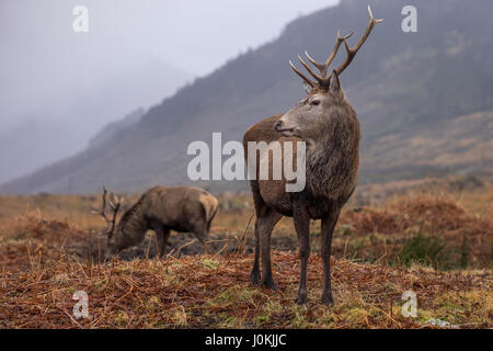 Wild Red Deer, Glen Etive, Schottland Stockfoto