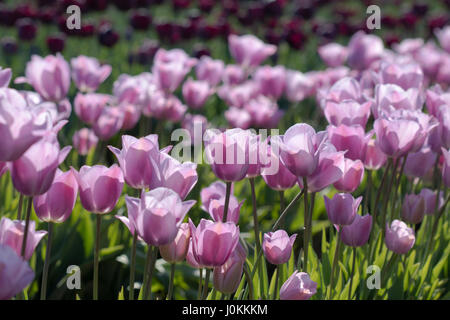 Tulpen Stockfoto