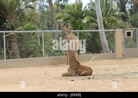 Tiere im Zoo von San Diego Stockfoto