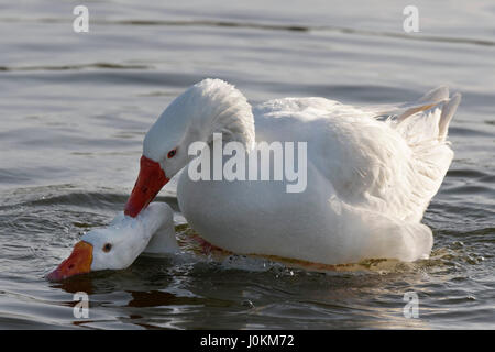 PEKING ENTE IST EINE DOMESTIZIERTE ENTE BEI DER PAARUNG, DAS MÄNNCHEN WIRD DAS WEIBCHEN ZU MONTIEREN UND DEN KOPF UNTER WASSER ZU DRÜCKEN.  SIE SIND ORANGE SCHNABEL, BEINE UND FÜßE. Stockfoto