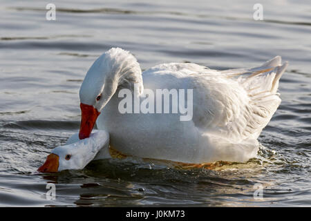 PEKING ENTE IST EINE DOMESTIZIERTE ENTE BEI DER PAARUNG, DAS MÄNNCHEN WIRD DAS WEIBCHEN ZU MONTIEREN UND DEN KOPF UNTER WASSER ZU DRÜCKEN.  SIE SIND ORANGE SCHNABEL, BEINE UND FÜßE. Stockfoto