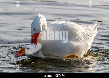 PEKING ENTE IST EINE DOMESTIZIERTE ENTE BEI DER PAARUNG, DAS MÄNNCHEN WIRD DAS WEIBCHEN ZU MONTIEREN UND DEN KOPF UNTER WASSER ZU DRÜCKEN.  SIE SIND ORANGE SCHNABEL, BEINE UND FÜßE. Stockfoto