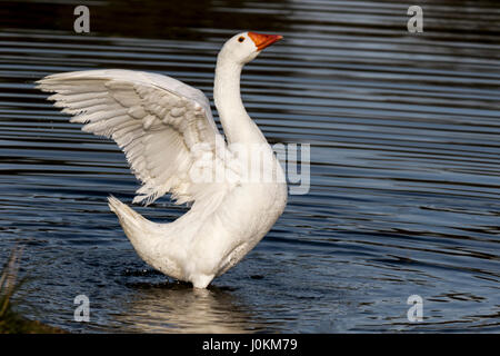 PEKING ENTE IST EINE DOMESTIZIERTE ENTE BEI DER PAARUNG, DAS MÄNNCHEN WIRD DAS WEIBCHEN ZU MONTIEREN UND DEN KOPF UNTER WASSER ZU DRÜCKEN.  SIE SIND ORANGE SCHNABEL, BEINE UND FÜßE. Stockfoto