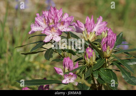 Rhododendron ponticum Stockfoto