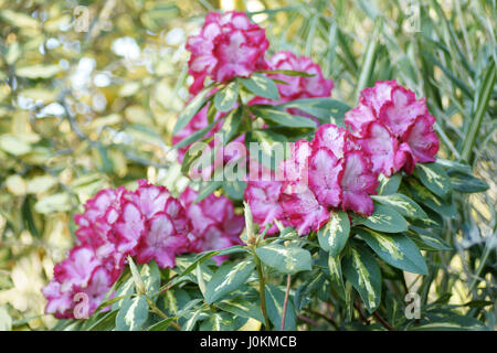 Rhododendron "Präsident Roosevelt" Stockfoto