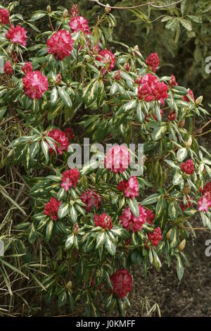 Rhododendron "Präsident Roosevelt" Stockfoto