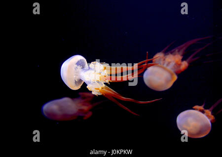 Quallen im Monterey Bay Aquarium Stockfoto