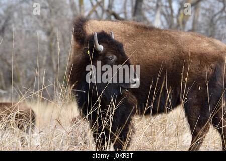 Ein amerikanischer Bison oder Büffel in der Prärie im Flusstal Platte auf dem Kran Trust, in der Nähe von Grand Island, Nebraska. Stockfoto