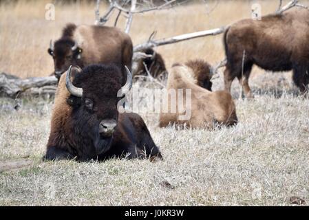Herde der amerikanische Bison oder Büffel, in der Prärie in die Platte River Tal am Kran Vertrauen, in der Nähe von Grand Island, Nebraska. Stockfoto