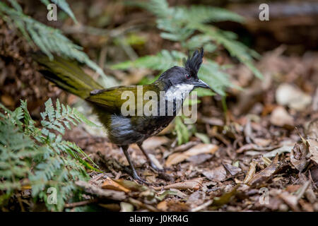 Östlichen whipbird in Lamington National Park Stockfoto