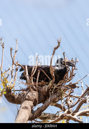 Afrikanische Open-billed Storch, Anastomus Lamelligerus, hockt sich in einem Nest in einem Baum. Stockfoto