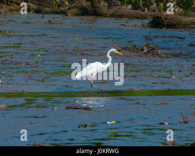 Eine weiße Kranich steht in seehr Wasser. Stockfoto