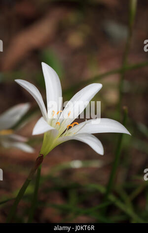 Atamasco Lily Zephyranthes Atamasca North Carolina Botanical Garden Stockfoto