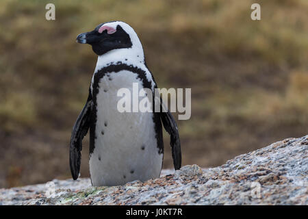 Black footed Pinguin (Spheniscus Demersus), schlafen, Bouldersbeach, Simonstown, Provinz Western Cape, Südafrika Stockfoto