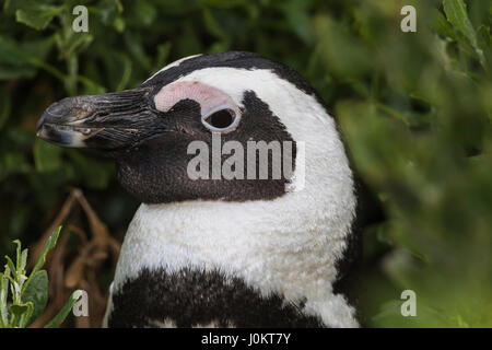 Black footed Pinguin (Spheniscus Demersus), Porträt, Bouldersbeach, Simonstown, Provinz Western Cape, Südafrika Stockfoto