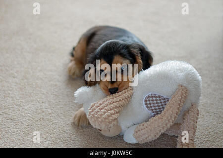 Acht-Woche-alten englischen zeigen Cocker Spaniel Welpen mit kauen Spielzeug zu spielen. Stockfoto