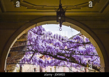 Erstaunliche Blauregen-Pergola in den Straßen der alten ummauerten Stadt von Soave, in der Nähe von Verona in Italien. Stockfoto