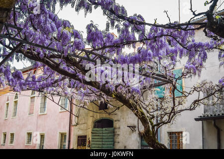 Erstaunliche Blauregen-Pergola in den Straßen der alten ummauerten Stadt von Soave, in der Nähe von Verona in Italien. Stockfoto