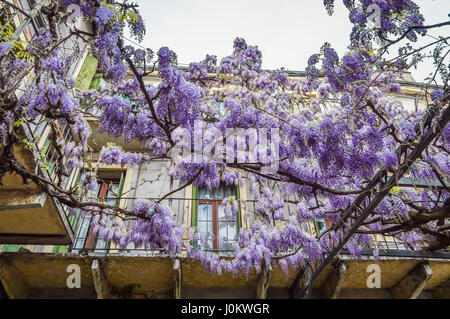 Erstaunliche Blauregen-Pergola in den Straßen der alten ummauerten Stadt von Soave, in der Nähe von Verona in Italien. Stockfoto