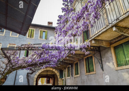 Erstaunliche Blauregen-Pergola in den Straßen der alten ummauerten Stadt von Soave, in der Nähe von Verona in Italien. Stockfoto