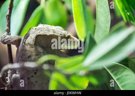 seltene ciliated Gecko versteckt im Laub Stockfoto