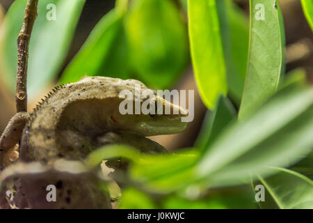 seltene ciliated Gecko versteckt im Laub Stockfoto