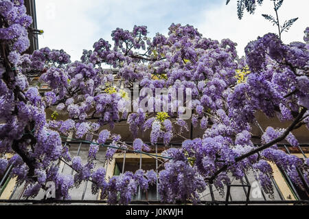 Erstaunliche Blauregen-Pergola in den Straßen der alten ummauerten Stadt von Soave, in der Nähe von Verona in Italien. Stockfoto