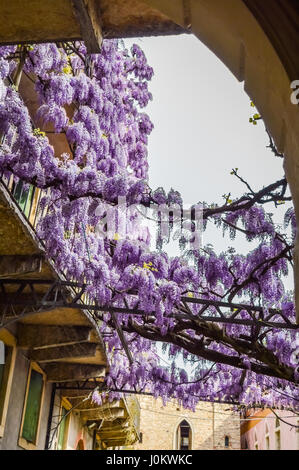 Erstaunliche Blauregen-Pergola in den Straßen der alten ummauerten Stadt von Soave, in der Nähe von Verona in Italien. Stockfoto