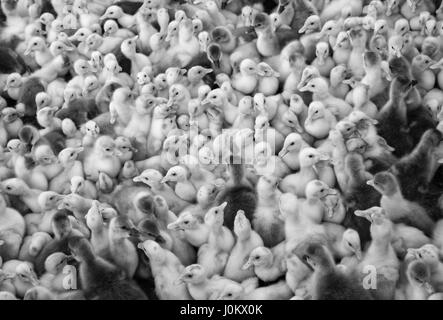 Große Gruppe von frisch geschlüpften Küken auf dem Bauernhof, schwarz und weiß. Stockfoto