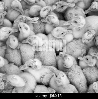 Große Gruppe von frisch geschlüpften Küken auf dem Bauernhof, schwarz und weiß. Stockfoto