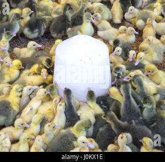 Große Gruppe von frisch geschlüpften Küken auf dem Bauernhof. Stockfoto