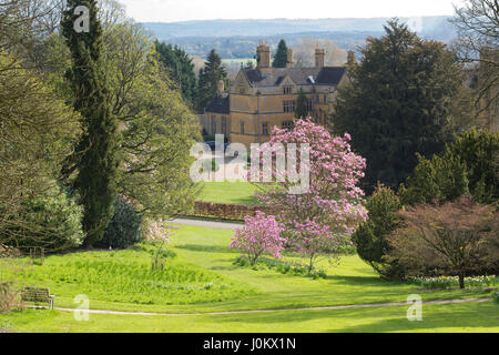 Magnolia 'Caerhays Überraschung"Bäume blühen im April in Moreton-in-Marsh, zündeten Arboretum, Cotswolds, Gloucestershire, UK Stockfoto