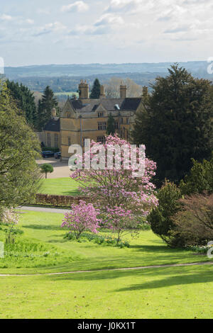 Magnolia 'Caerhays Überraschung"Bäume blühen im April in Moreton-in-Marsh, zündeten Arboretum, Cotswolds, Gloucestershire, UK Stockfoto