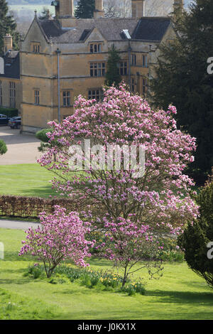 Magnolia 'Caerhays Überraschung"Bäume blühen im April in Moreton-in-Marsh, zündeten Arboretum, Cotswolds, Gloucestershire, UK Stockfoto