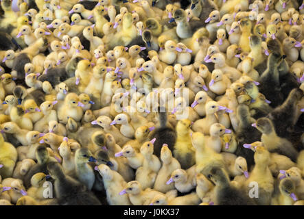 Große Gruppe von frisch geschlüpften Küken auf dem Bauernhof. Stockfoto