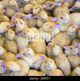 Große Gruppe von frisch geschlüpften Küken auf dem Bauernhof. Stockfoto