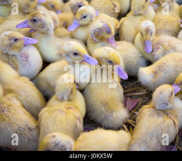 Große Gruppe von frisch geschlüpften Küken auf dem Bauernhof. Stockfoto