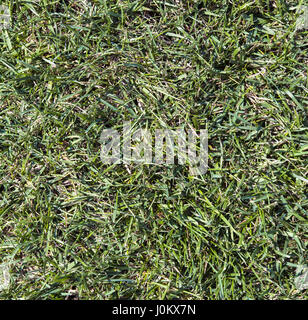 Grünen Naturrasen Hintergrundtextur. Stockfoto