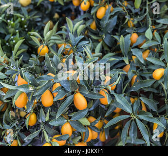 Orange Zitrusfrüchte auf einem Kumquat Baum. Stockfoto